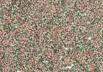 Field of grass isolated on transparent background. 3d rendering - illustration