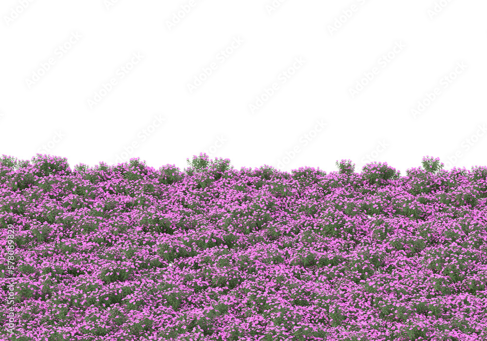 Poster field of grass isolated on transparent background. 3d rendering - illustration
