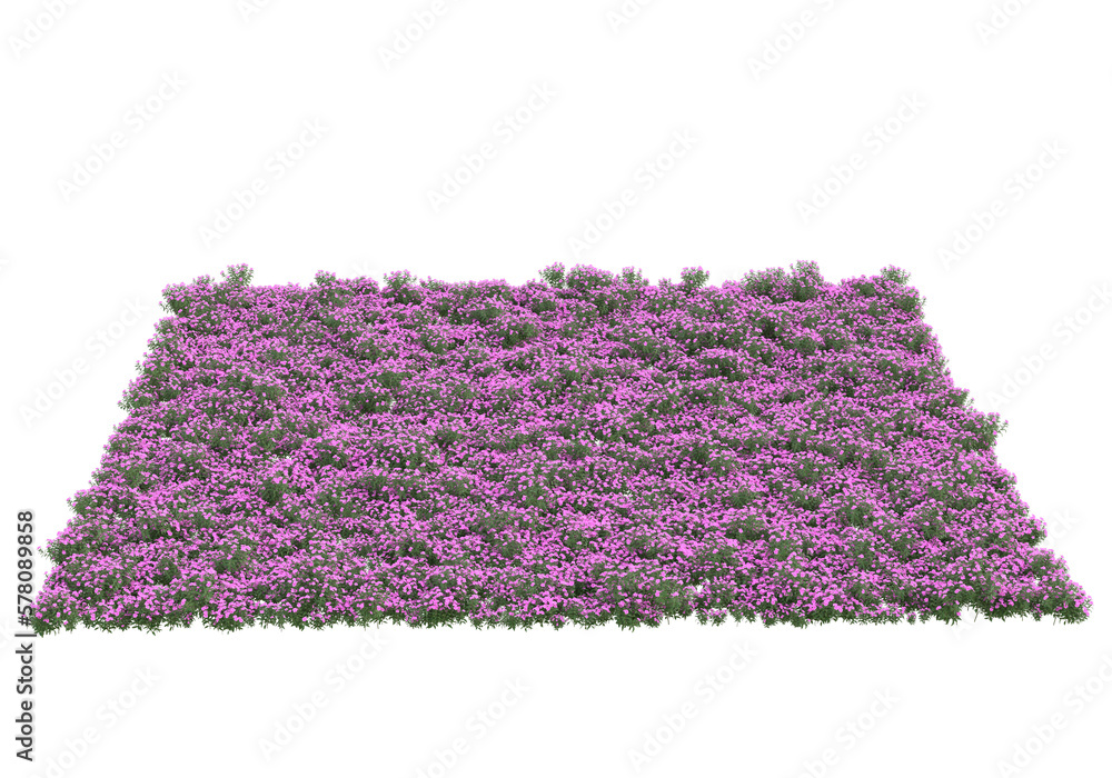 Poster field of grass isolated on transparent background. 3d rendering - illustration