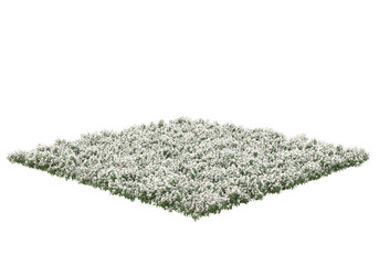 Field of grass isolated on transparent background. 3d rendering - illustration