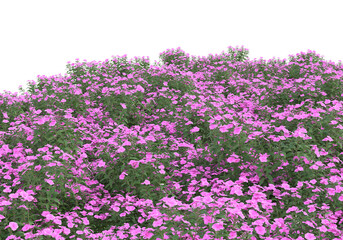 Field of grass isolated on transparent background. 3d rendering - illustration