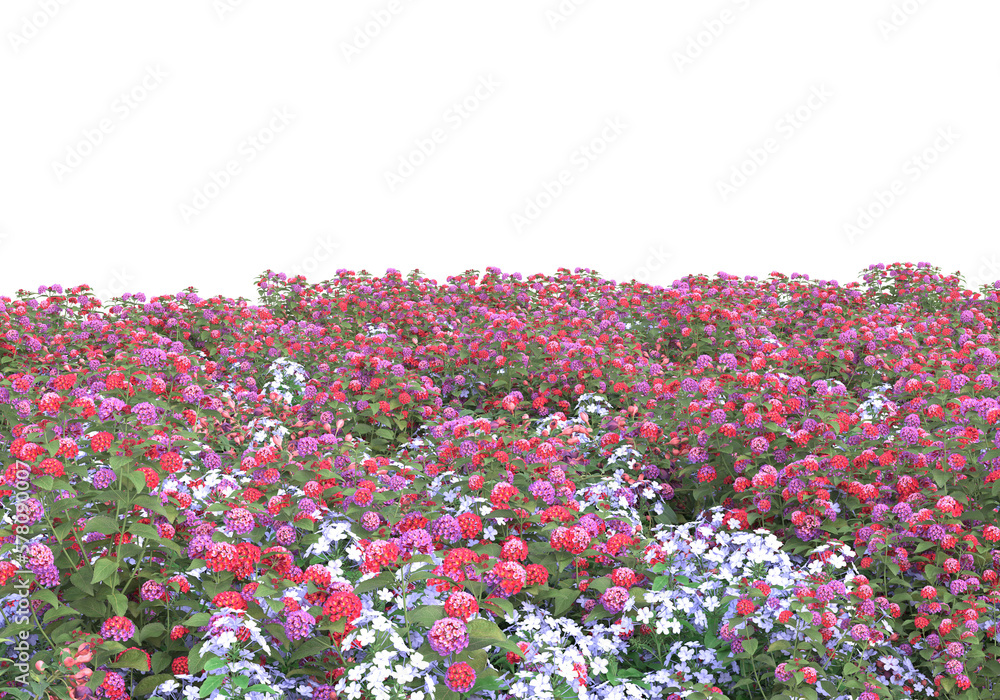 Poster field of grass isolated on transparent background. 3d rendering - illustration