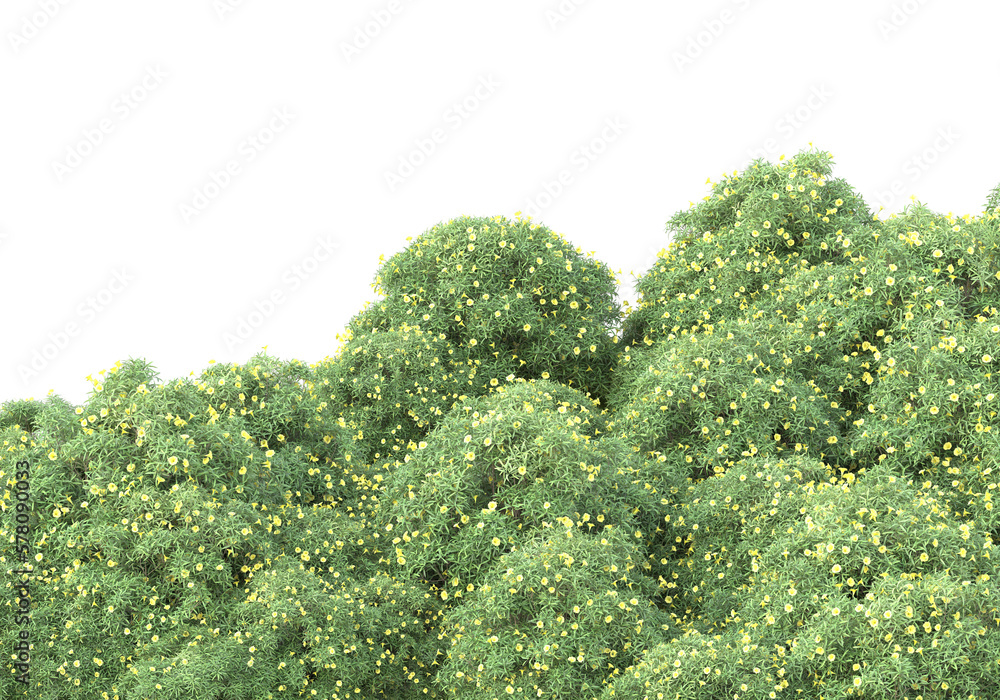 Poster field of grass isolated on transparent background. 3d rendering - illustration