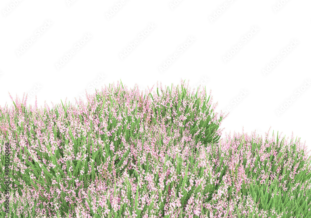 Poster field of grass isolated on transparent background. 3d rendering - illustration
