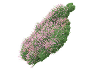 Field of grass isolated on transparent background. 3d rendering - illustration