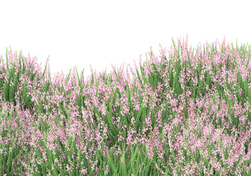 Field of grass isolated on transparent background. 3d rendering -
