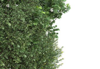 Field of grass isolated on transparent background. 3d rendering - illustration