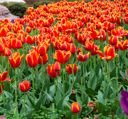 Blooming bright red tulips with a yellow pattern. Background with red tulips