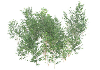 Tall plants on transparent background. 3d rendering - illustration