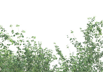 Obraz na płótnie Canvas Tall plants on transparent background. 3d rendering - illustration