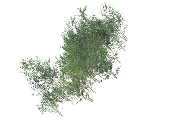 Tall plants on transparent background. 3d rendering - illustration