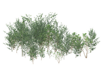 Obraz premium Tall plants on transparent background. 3d rendering - illustration