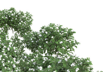 Tall plants on transparent background. 3d rendering - illustration