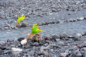 Two Young Coconut Palms on a Volcanic Hawaiian Coastline