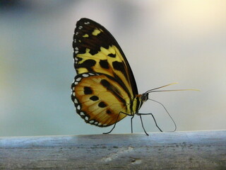 Close-up Butterfly of Iguazu Falls, Argentina