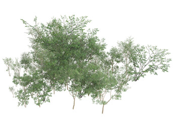 Tall plants on transparent background. 3d rendering - illustration