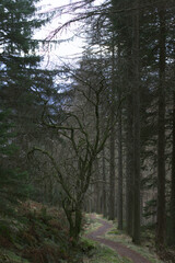 morning in the woods