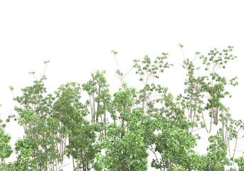 Tall plants on transparent background. 3d rendering - illustration