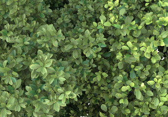 Foliage isolated on transparent background. 3d rendering - illustration