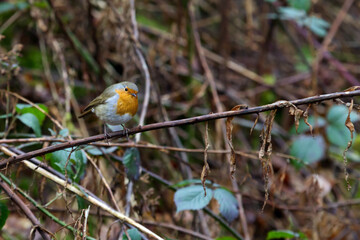 robin in the grass