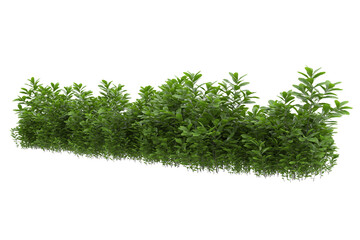 Foliage isolated on transparent background. 3d rendering - illustration