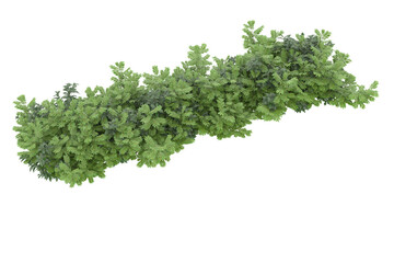 Obraz premium Foliage isolated on transparent background. 3d rendering - illustration