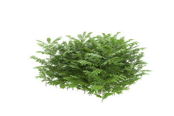 Foliage isolated on transparent background. 3d rendering - illustration