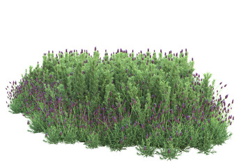 Foliage isolated on transparent background. 3d rendering - illustration