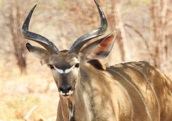 Kudu antelope closeup in Chobe National Park, Botswana