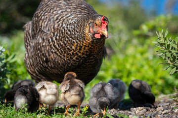 Free range chickens with baby chicks during springtime on organic farm