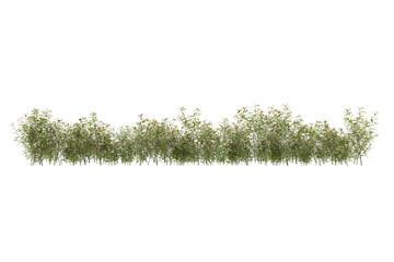 Foliage isolated on transparent background. 3d rendering - illustration