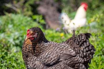 Free range chickens with baby chicks during springtime on organic farm