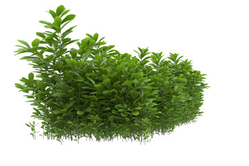 Fototapeta premium Foliage isolated on transparent background. 3d rendering - illustration