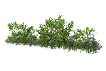 Obraz premium Foliage isolated on transparent background. 3d rendering - illustration