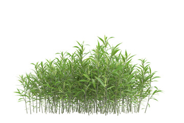 Foliage isolated on transparent background. 3d rendering - illustration