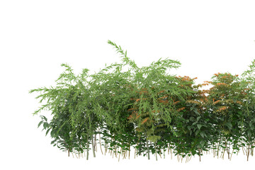 Foliage isolated on transparent background. 3d rendering - illustration