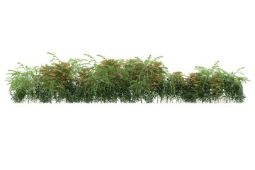 Foliage isolated on transparent background. 3d rendering - illustration