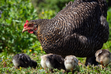 Free range chickens with baby chicks during springtime on organic farm
