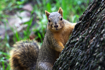 Fox squirrel (Sciurus niger) also known as the eastern fox squirrel or Bryant's fox squirrel, is the largest species of tree squirrel native to North America
