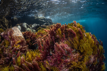 Shallow underwater reef and plants in the canary Islands