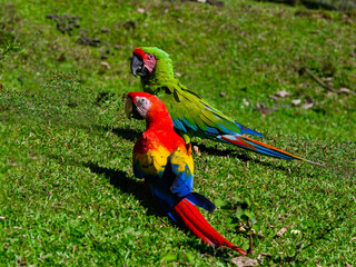 Wild Scarlet Macaw and Great Green Macaw standing on field with green grass
