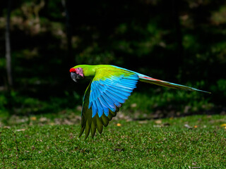 Wild Great Green Macaw in flight over field with green grass