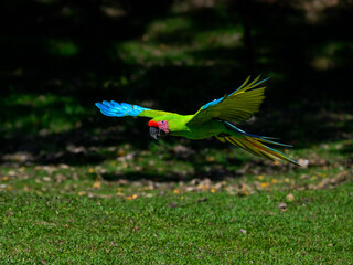 Wild Great Green Macaw in flight over field with green grass