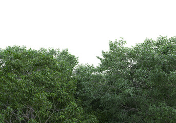 Realistic forest island on transparent background. 3d rendering - illustration