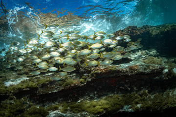 Yelloow snappers schooling in shallow water above coral reef