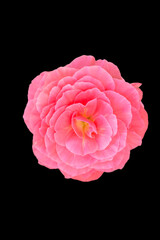 Pink begonia flower isolated on black background.