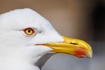 Close-up of a seagull looking around