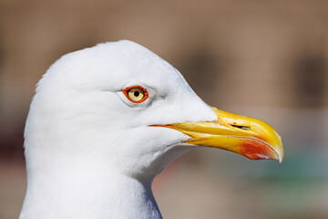 Close-up of a seagull looking around