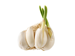 Broken bulb of white garlic with sprouted cloves isolated on white background.
