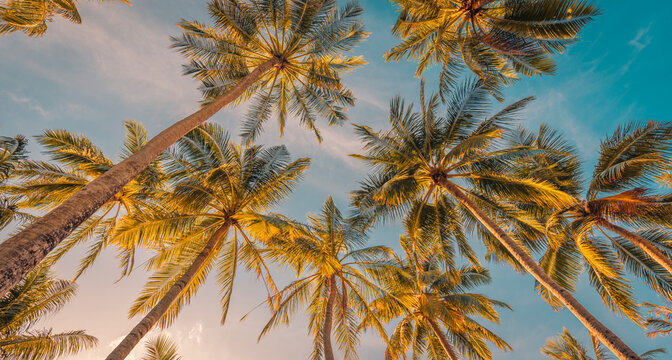 Romantic vibes of tropical palm tree sunlight on sky panorama. Relax sunset exotic foliage, closeup nature landscape. Coconut palm trees and shining tranquil sunlight. Summer spring panoramic nature